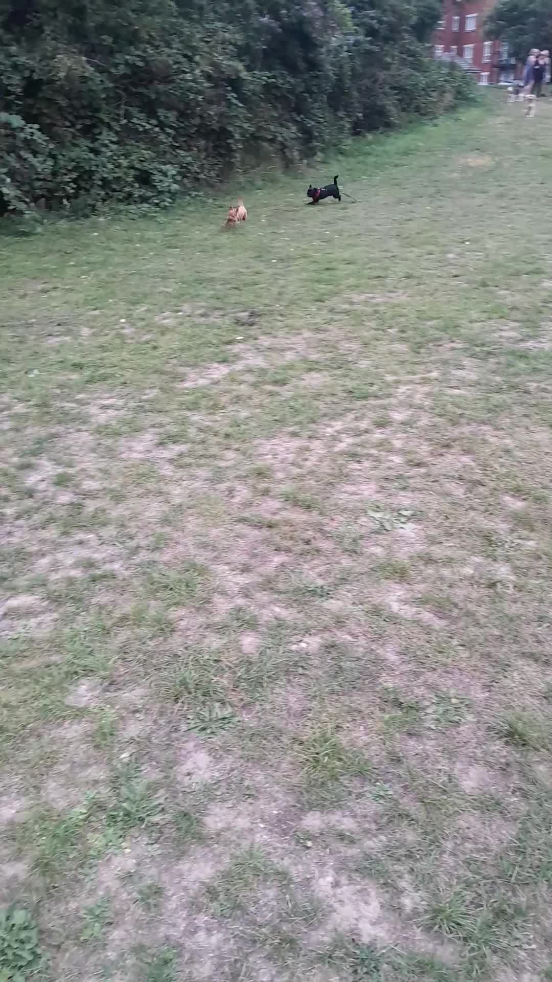 Poodle dogs for sale: Female  **  Poodle - Video 1