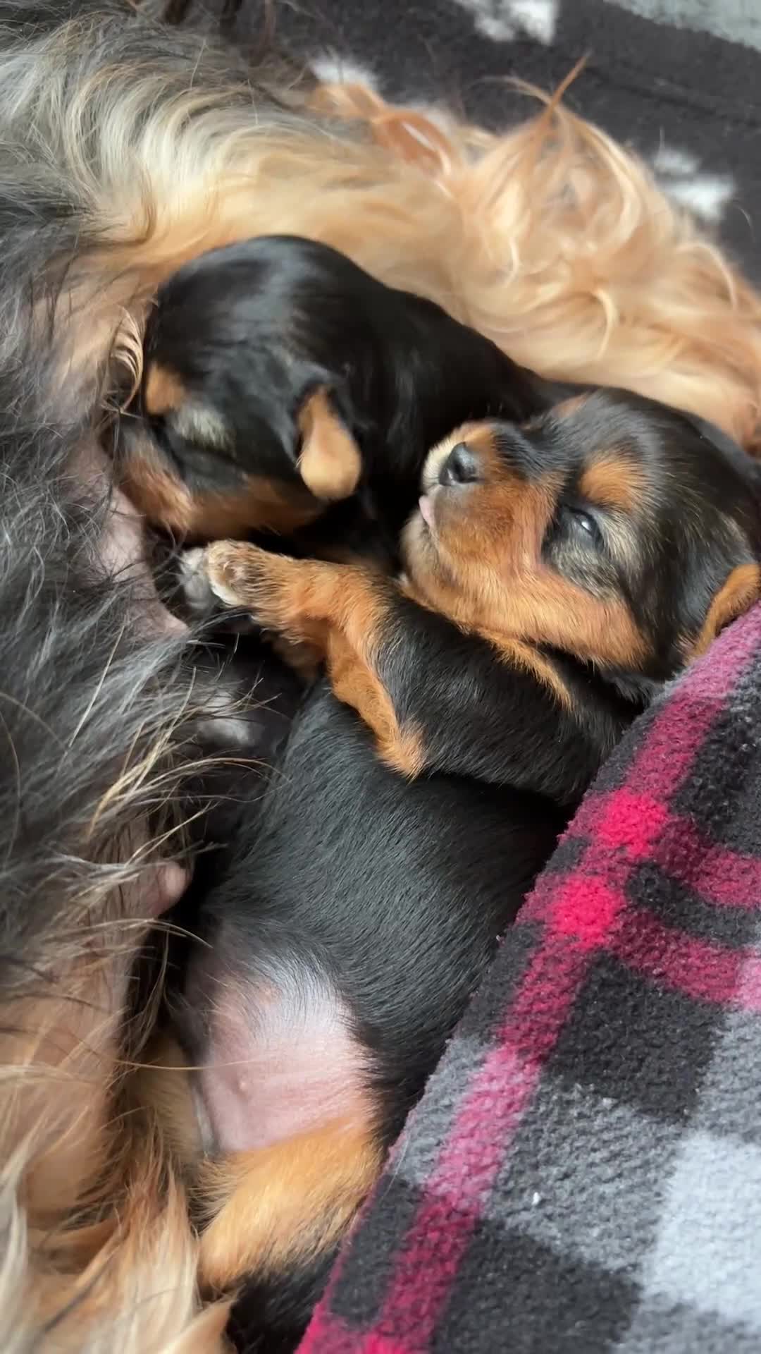 Yorkshire Terrier dogs for sale: 💛 Tiny hearts looking for loving arms 💛 - Video 1