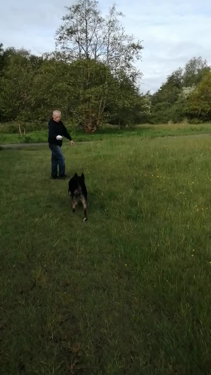 Mixed Breed dogs for sale: 8 month old husky cross in Skelmersdale - Video 1