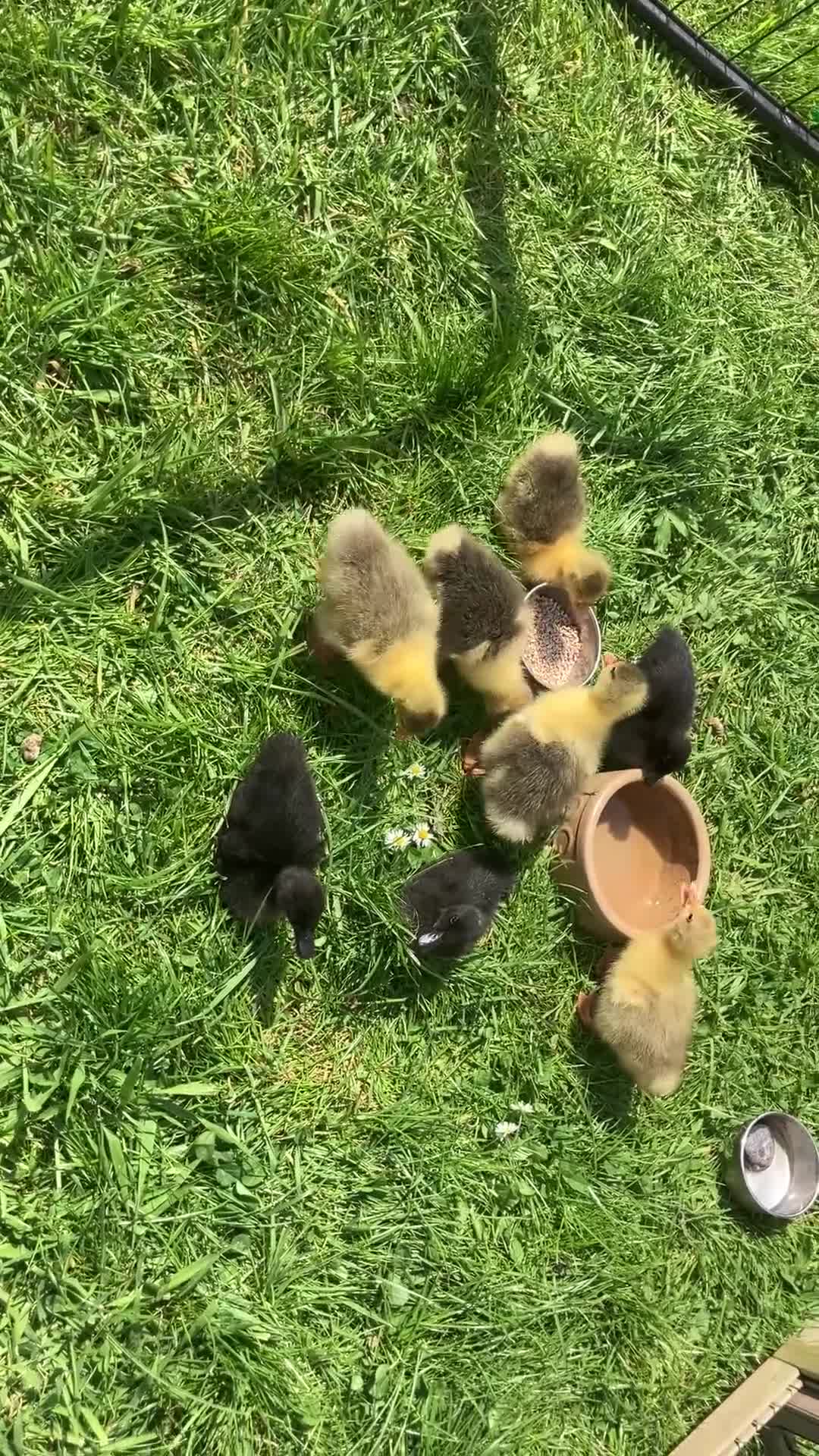 Ducks poultry for sale: Ducklings, goslings and chicks  - Video 1