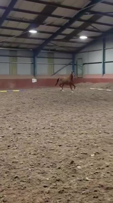 British Warmblood horses for sale: Quality Rising 3-Year-Old Gelding – 15.2hh - Video 3