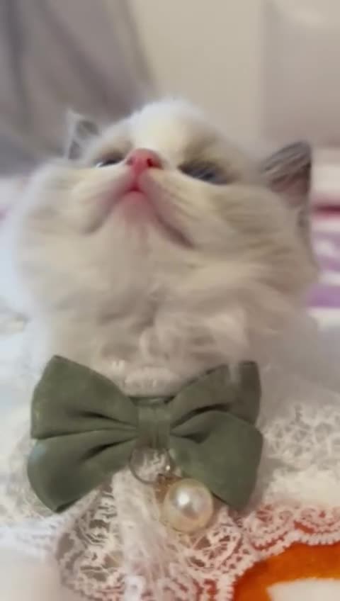 Ragdoll cats for sale: Blue eyes Blue-Bicolor kittens  - Video 1