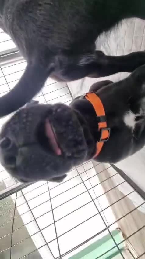 Cane Corso dogs for sale:  Stunning pure cane corso puppies - Video 1