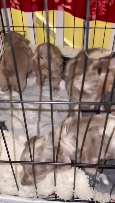 Miniature Dachshund dogs for sale: 💎RARE BREED/RARE BLOODLINE🩸 DACHSHUND PUPS 🐾 💕 - Video 2