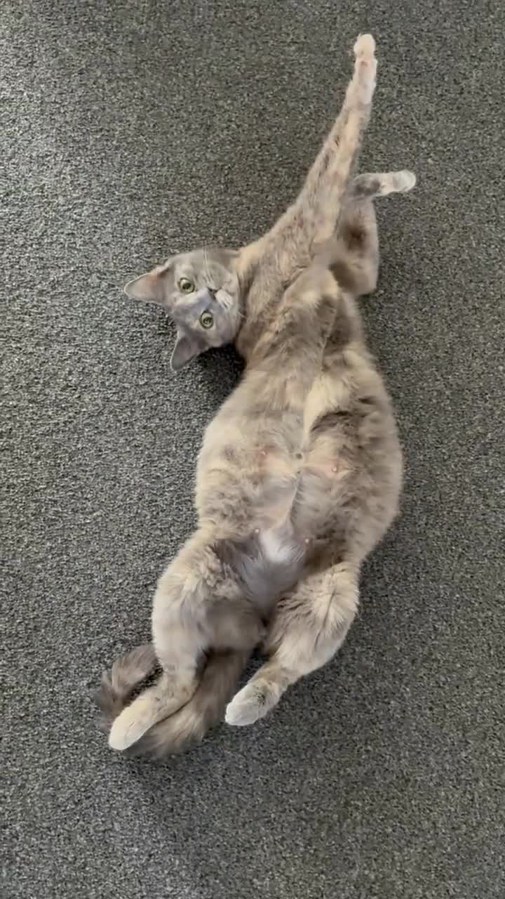 Mixed Breed cats for sale: British Shorthair mixed in Great Yarmouth - Video 1