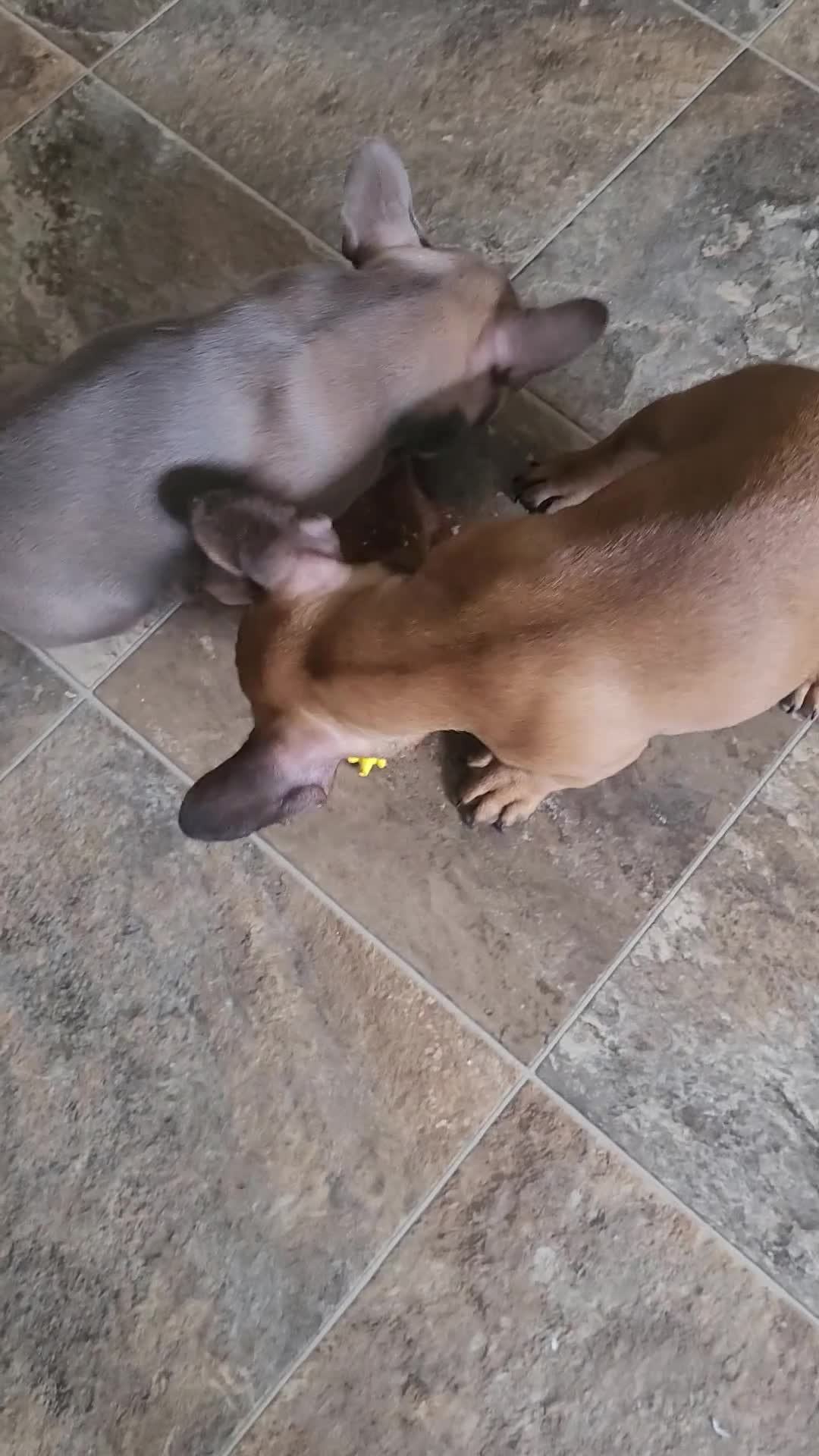 French Bulldog dogs for sale: Hugo. - Video 1
