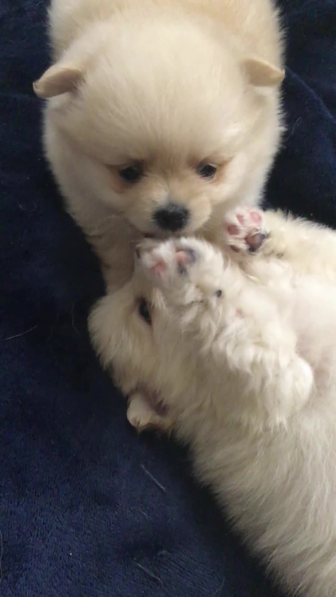 Pomeranian dogs for sale: Pure Pomeranian Puppies - Video 1