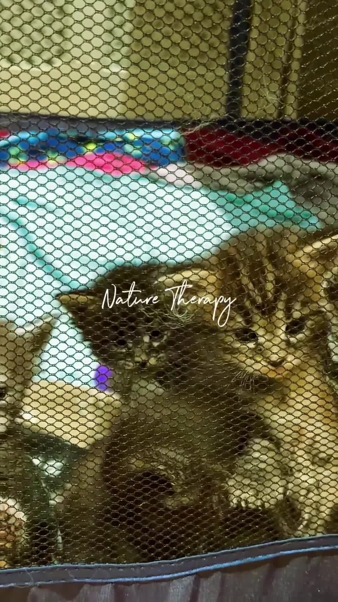 Maine Coon cats for sale: Majestic Purebred Maine Coon Kittens - TICA 🐾 - Video 1