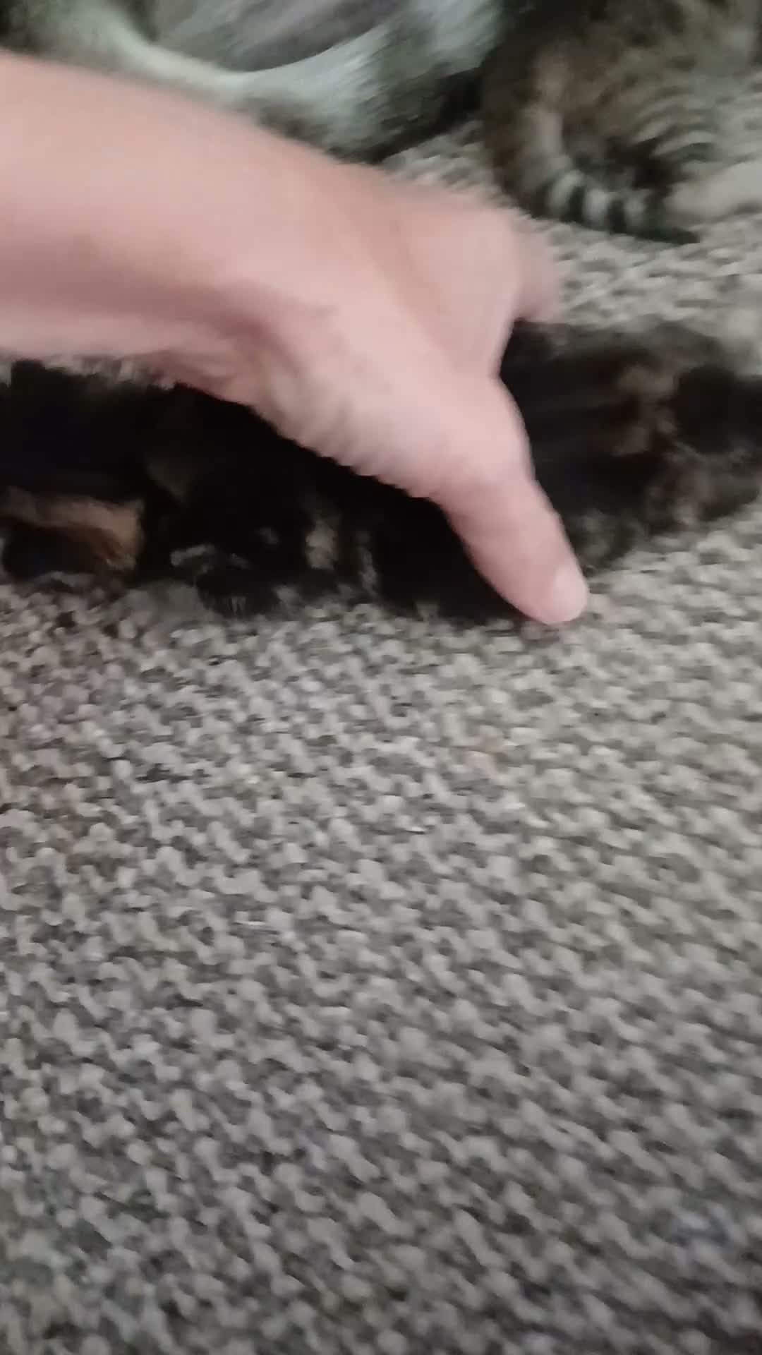 Mixed Breed cats for sale: Bengal cross kittens in Bellshill - Video 2