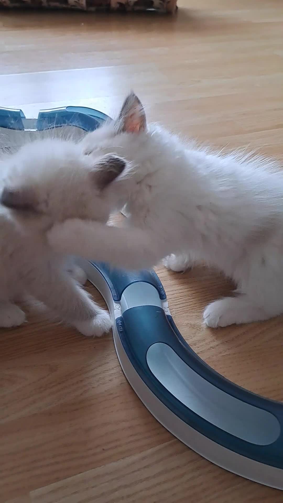 Ragdoll cats for sale: GCCF registered Ragdoll kittens 🐈  - Video 1