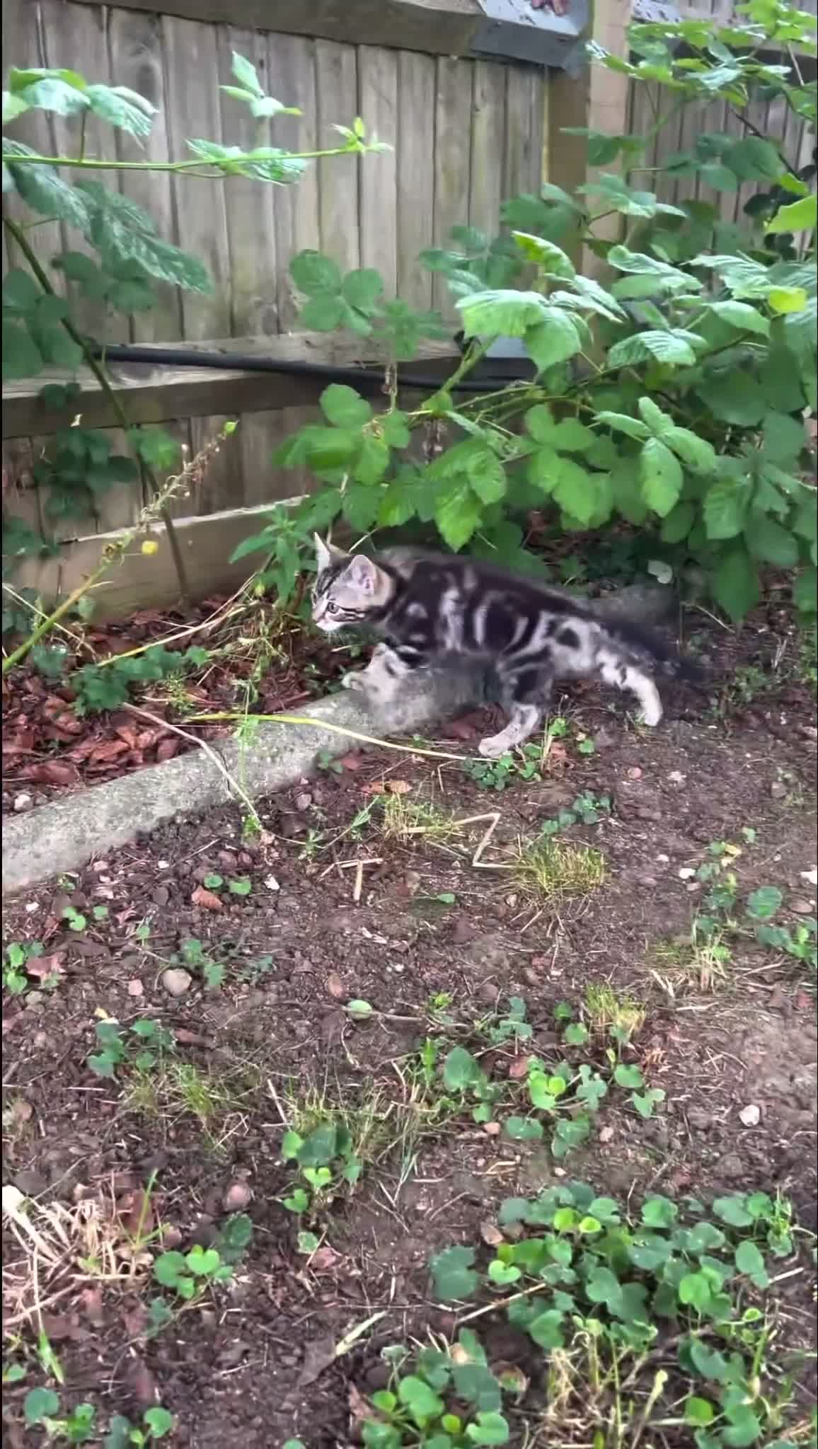 Mixed Breed cats for sale: 4 Adorable Kittens😍🐾 - Video 1