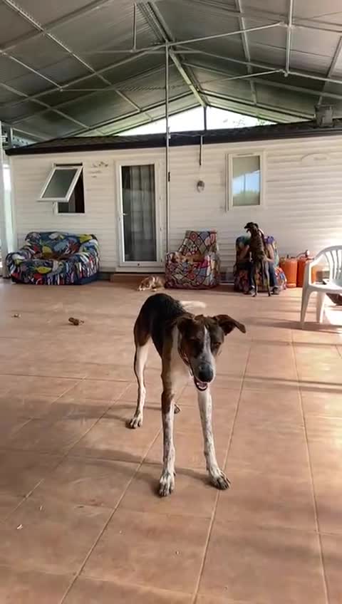 Mixed Breed dogs for adoption: 🐶Rex the perfect pack companion 😍  - Video 2