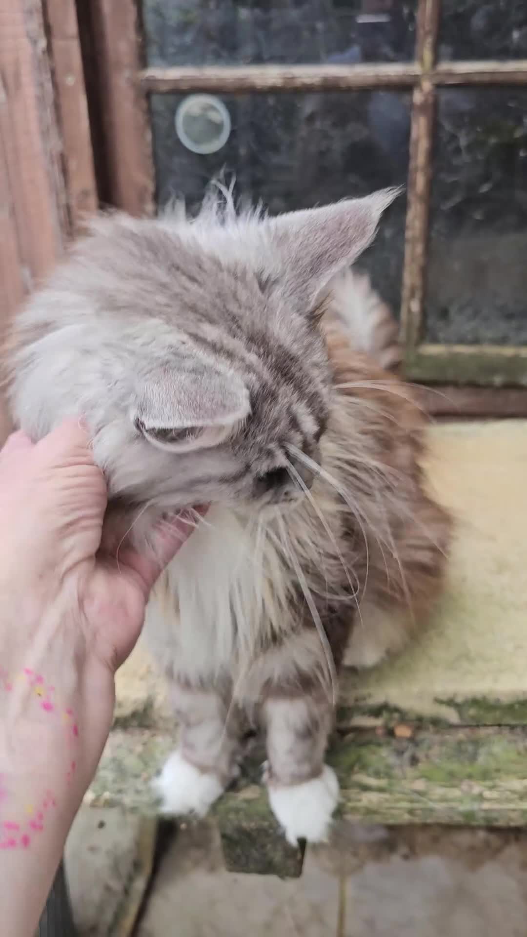 Maine Coon cats for sale: Amazing pedigree Mainecoon Female  - Video 2