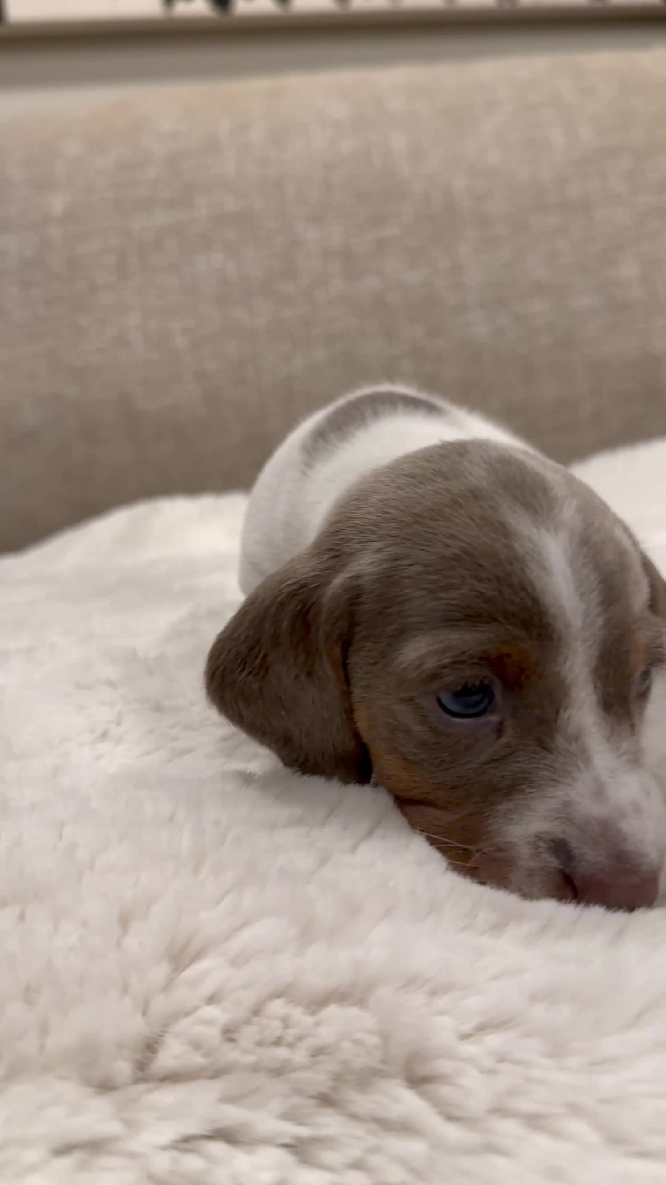 Miniature Dachshund dogs for sale: KC Registered MiniatureDachshund, best bloodlines - Video 5