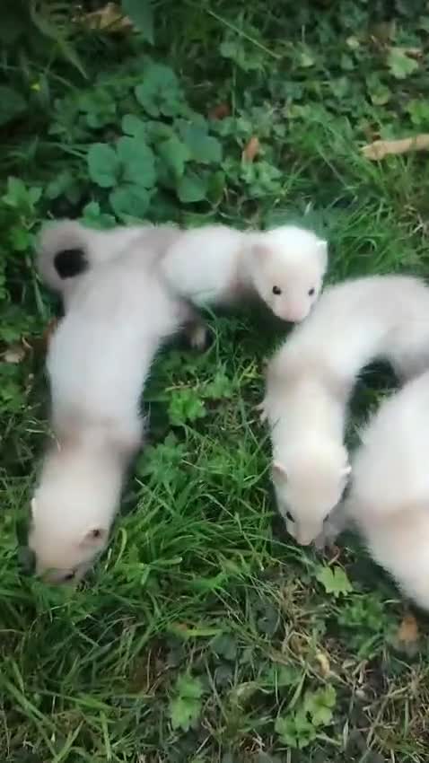 Ferret rodents for sale: True micro ferret kits  in Burton-on-Trent - Video 1