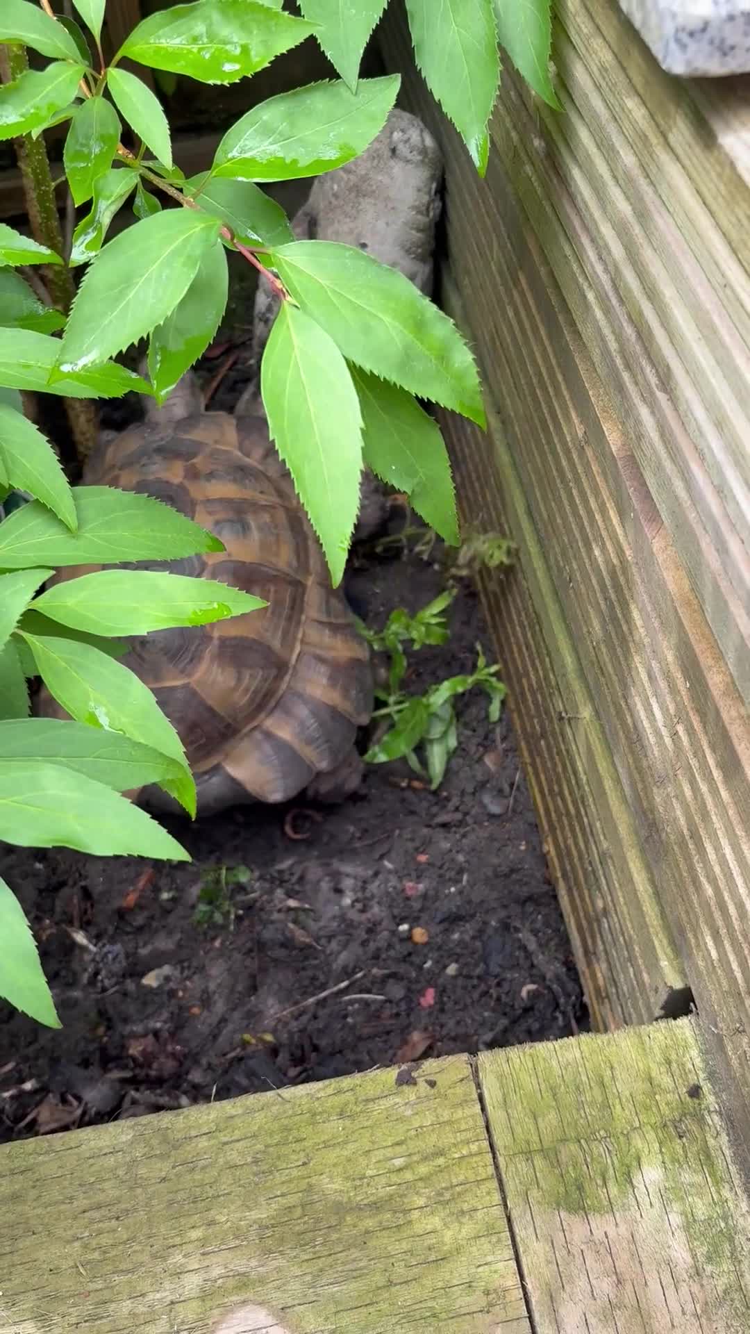 Tortoise reptiles for sale: Selling Male Spur Thigh - Video 1
