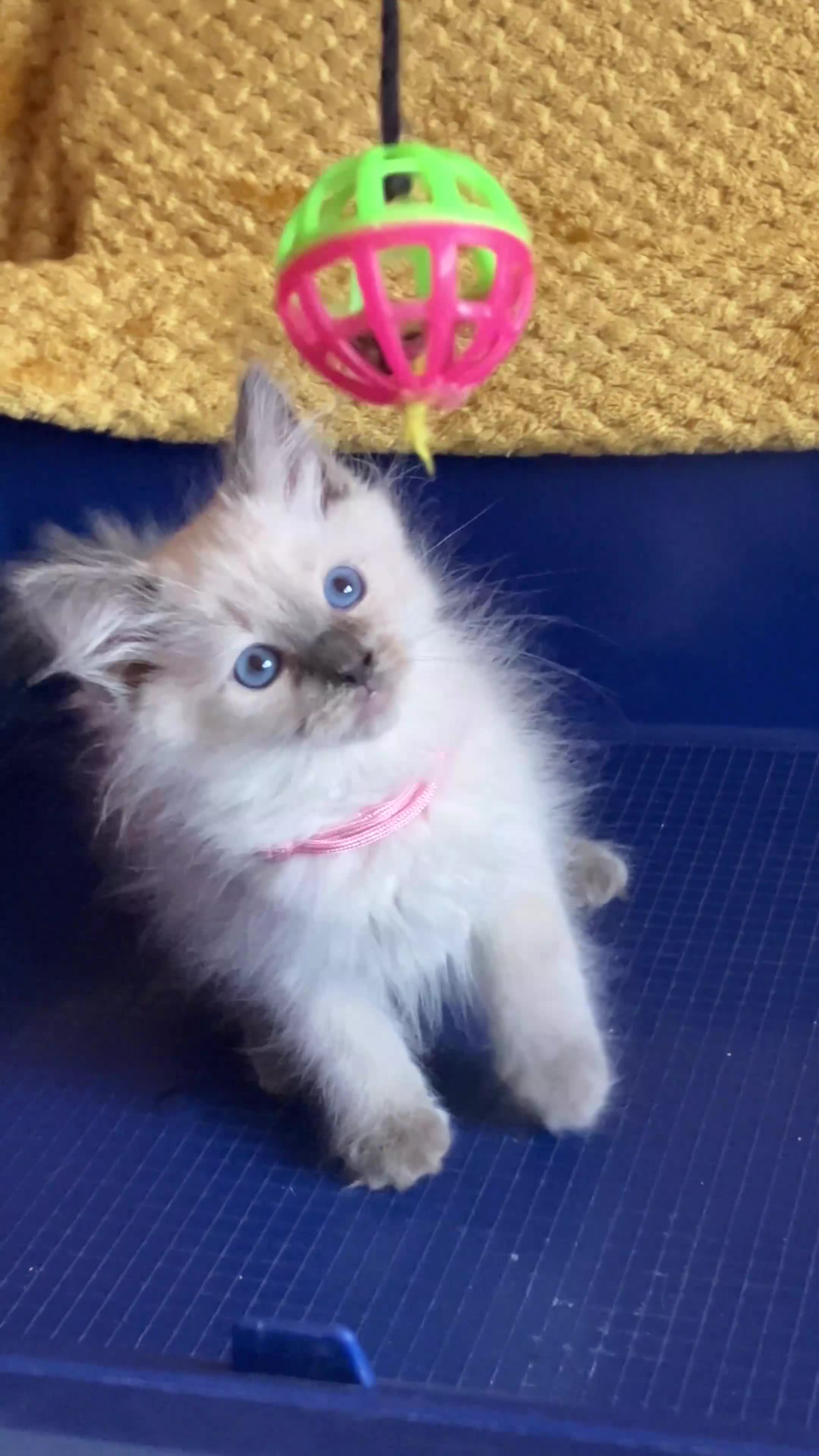 Ragdoll cats for sale: GCCF Сhampion Bloodline Ragdoll 5 GenPedigree 🏆🌟 - Video 1