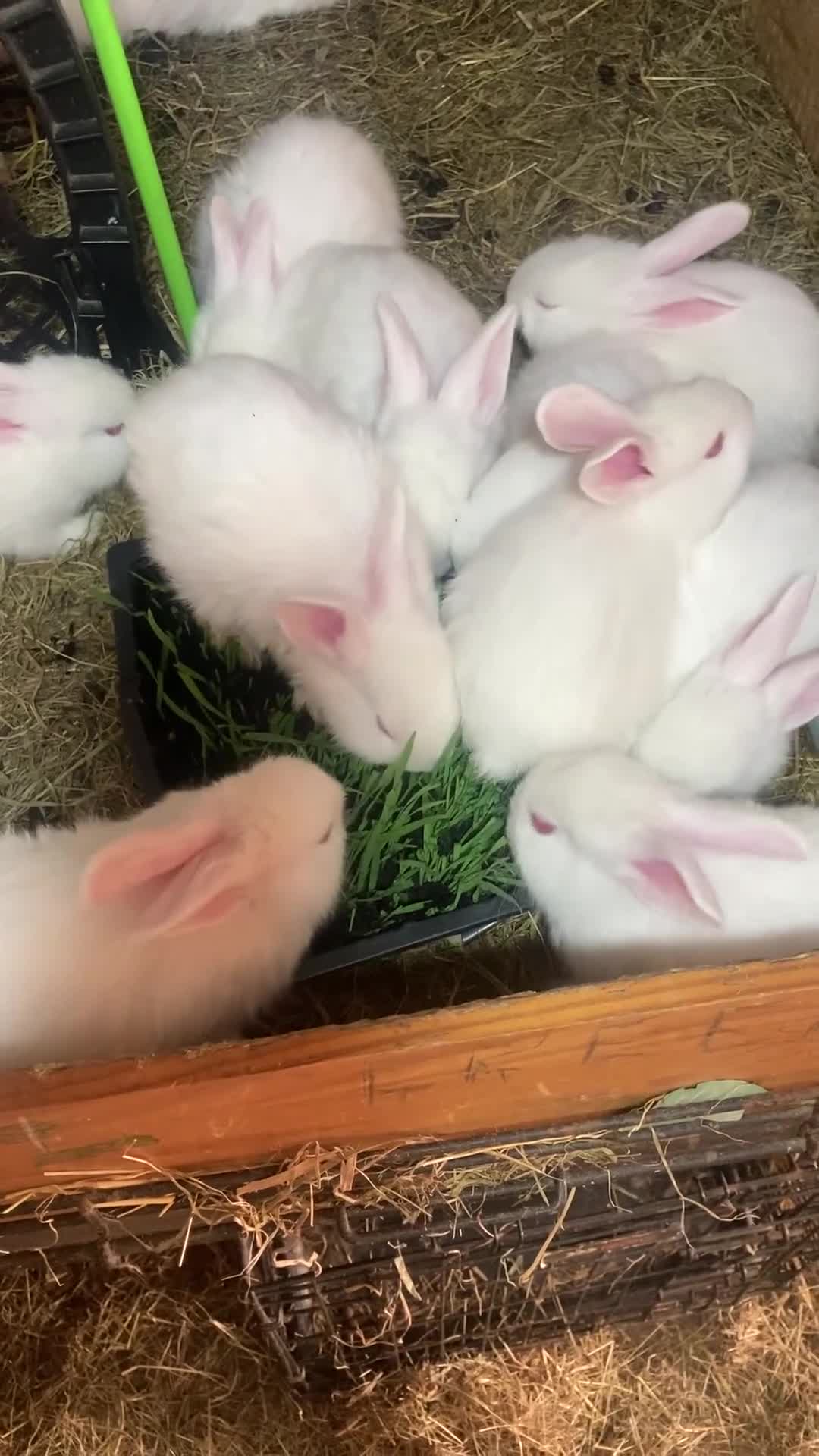 New Zealand rabbits for sale: New Zealand whites - Video 2