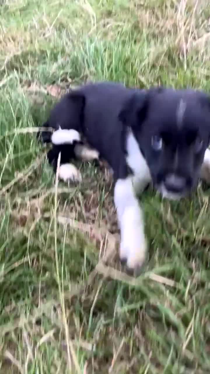 Mixed Breed dogs for sale: Collie x spaniel puppy  - Video 1