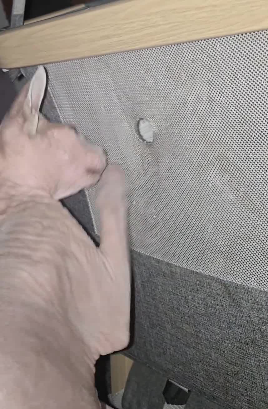 Mixed Breed cats for sale: Beautiful sphynx cross in Mold - Video 2