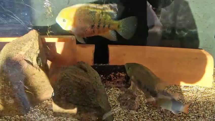 Other/Mixed Breed fish for sale:  PLEASE READ DESCRIPTION Various fish for sale - Video 1