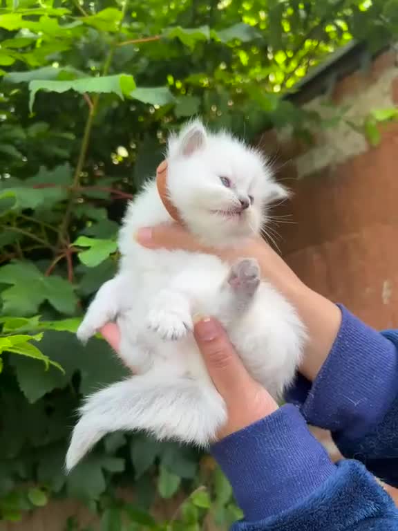 Ragdoll cats for sale: Beautiful Pure Blue Point Ragdoll  - Video 5