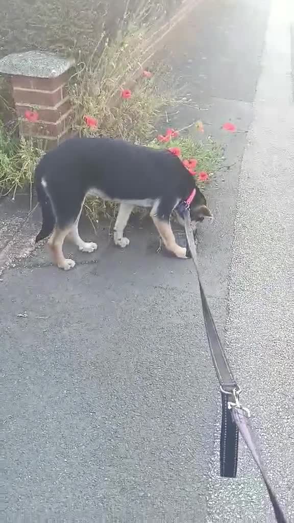Mixed Breed dogs for adoption: Loving Maisie for adoption  - Video 3
