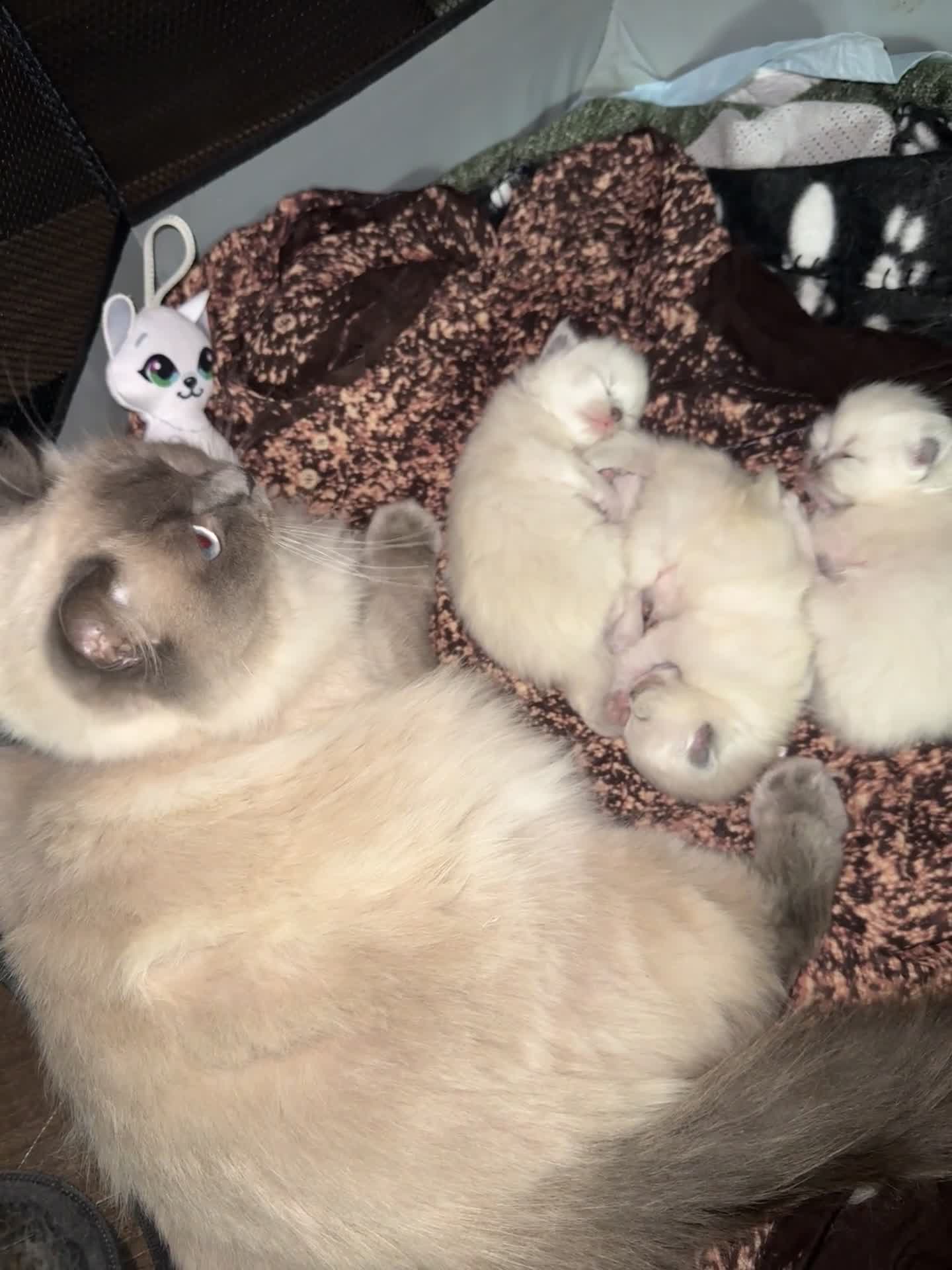 Ragdoll cats for sale: Bluepoint ragdoll - Video 1
