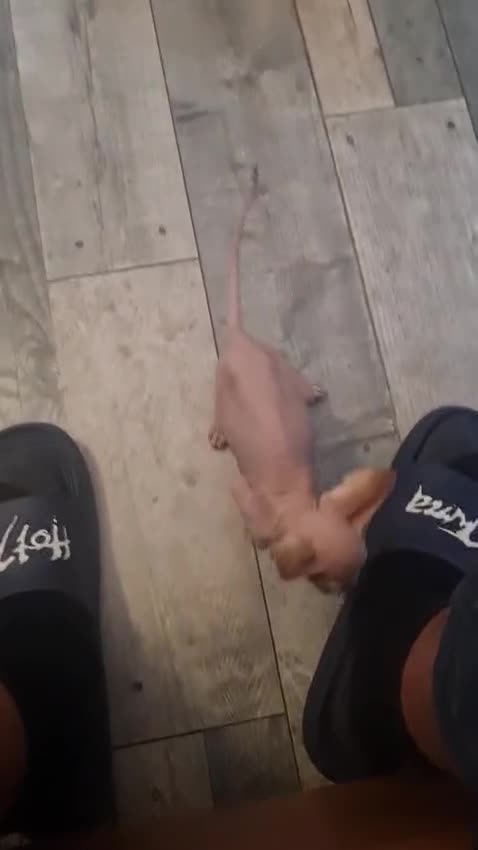 Sphynx cats for sale: Sphynx kittens - Video 1