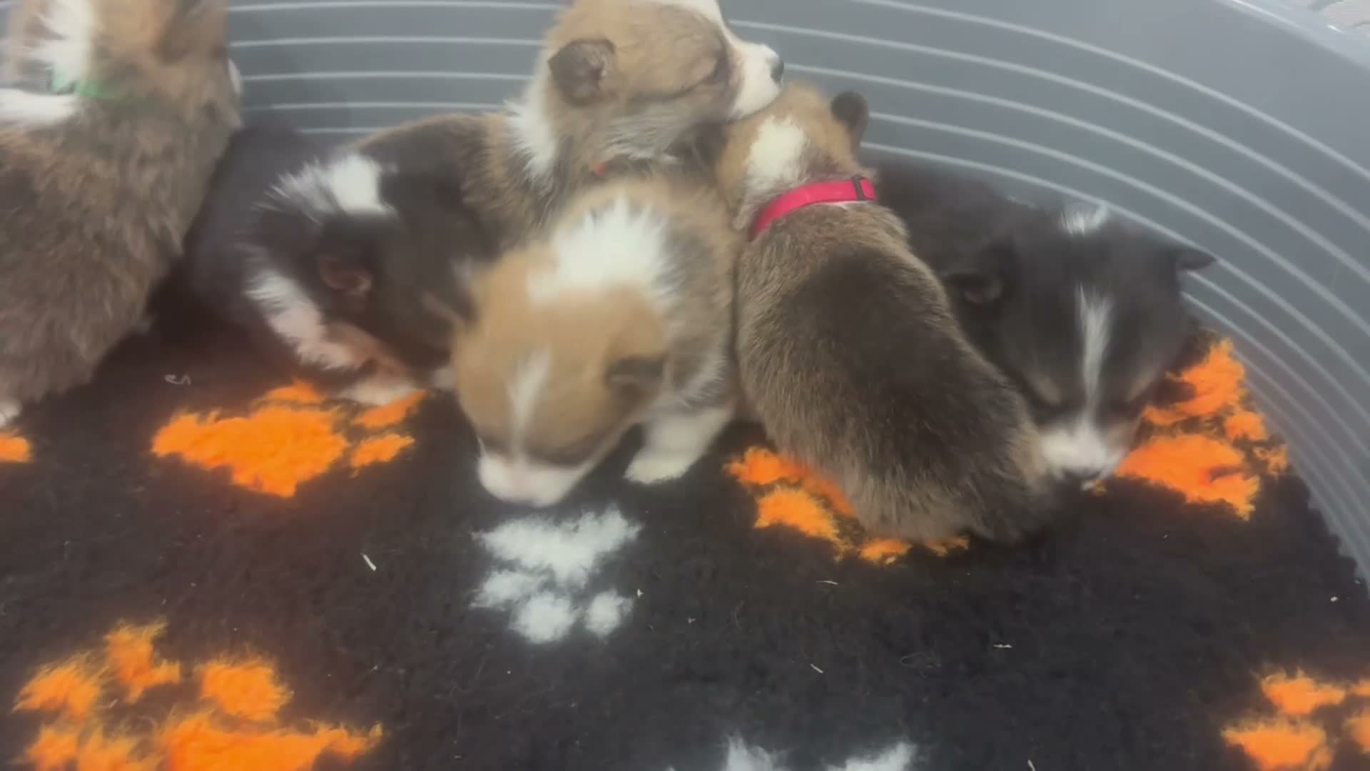 Welsh Corgi Pembroke dogs for sale: Kc pembroke corgi puppies - Video 1