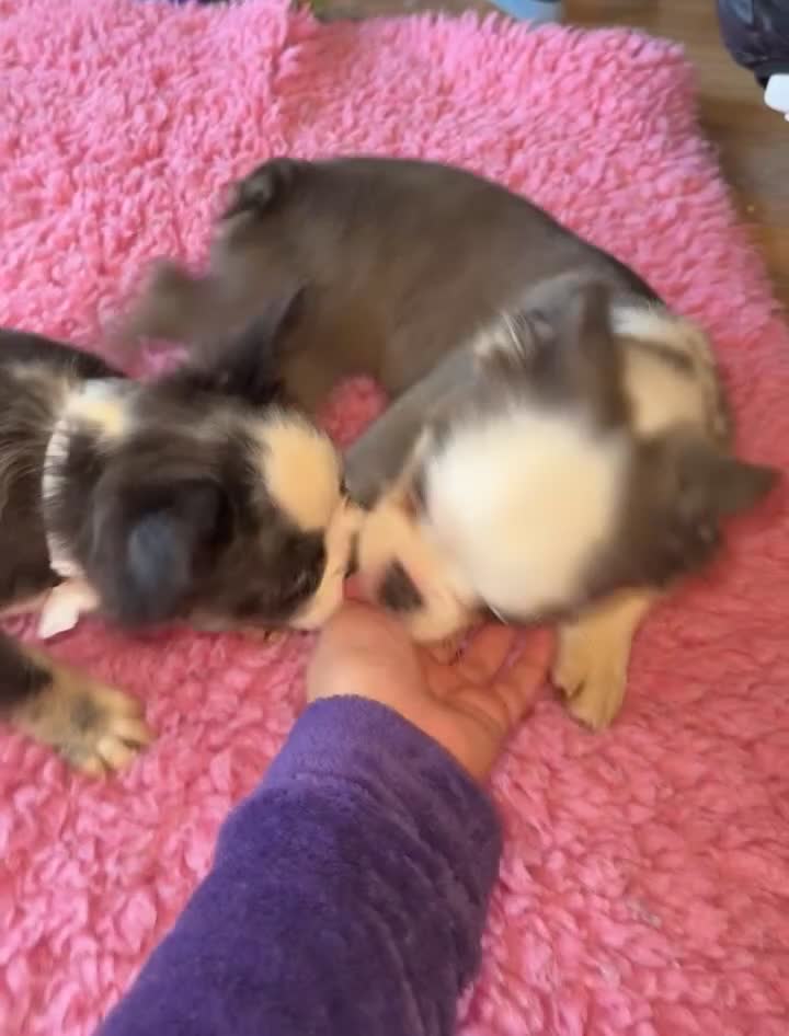 French Bulldog dogs for sale: Fluffy husky frenchie reduced! ready to leave  - Video 1