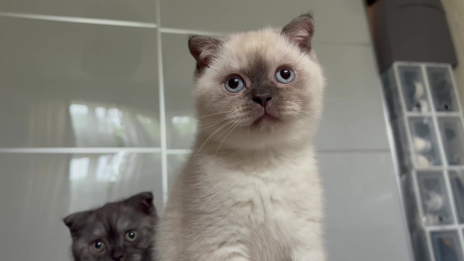 Scottish Fold cats for sale: Adorable Scottish Fold🐾 - Video 1