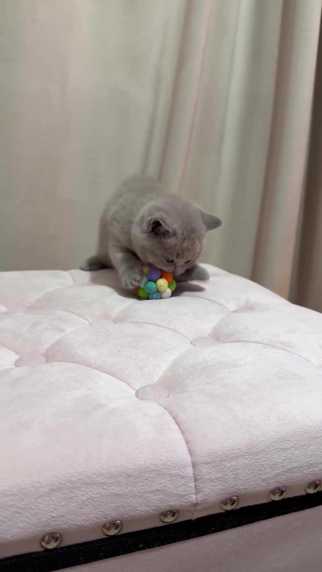 Scottish Fold cats for sale: Scottish Fold/ Straight kitties  - Video 3