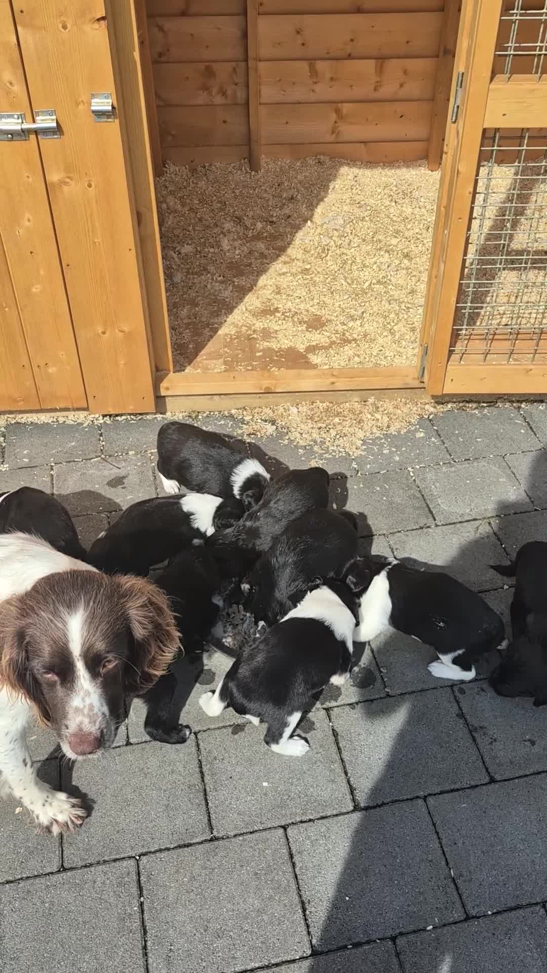 Mixed Breed dogs for sale: Beautiful sprollie puppies  - Video 4