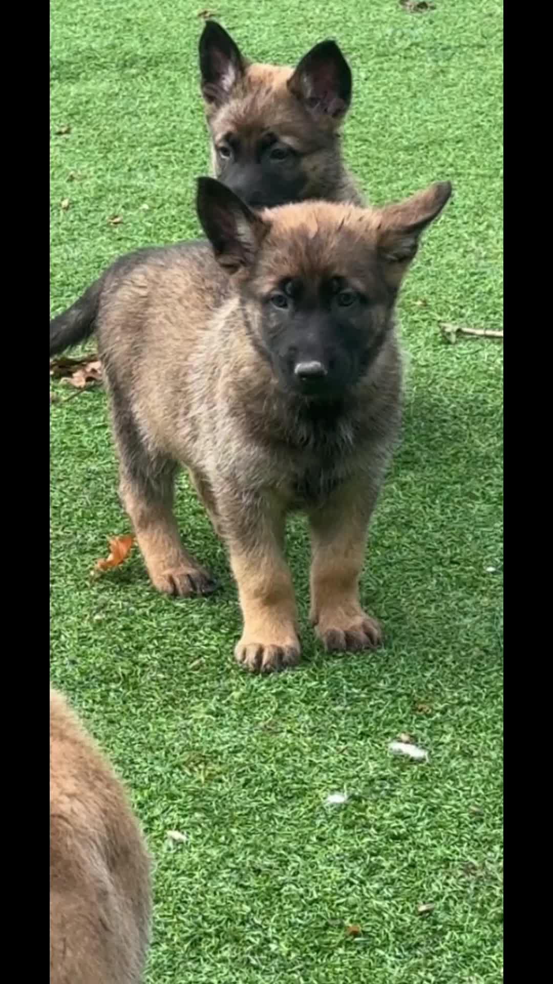 Mixed Breed dogs for sale:  4 Belgian Malinois & German Shepherd Puppies - Video 3