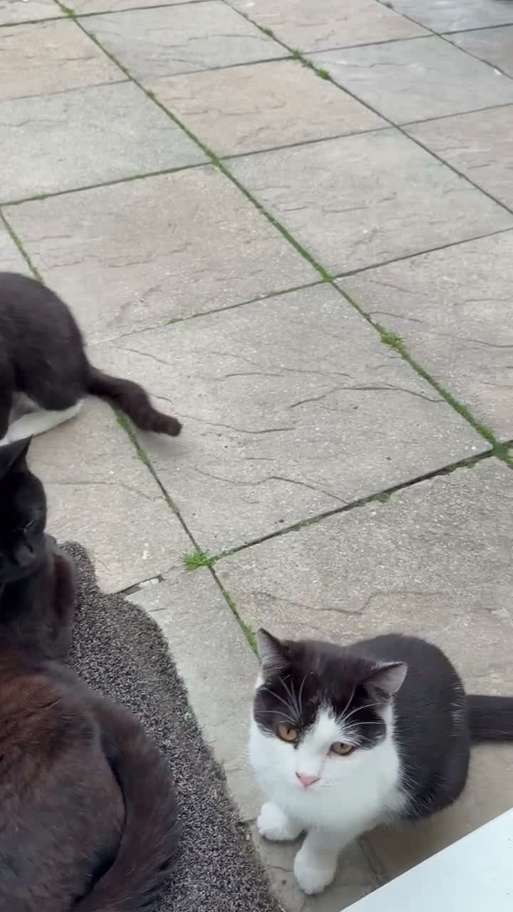 Mixed Breed cats for sale: 6 month old kittens for adoption  - Video 2
