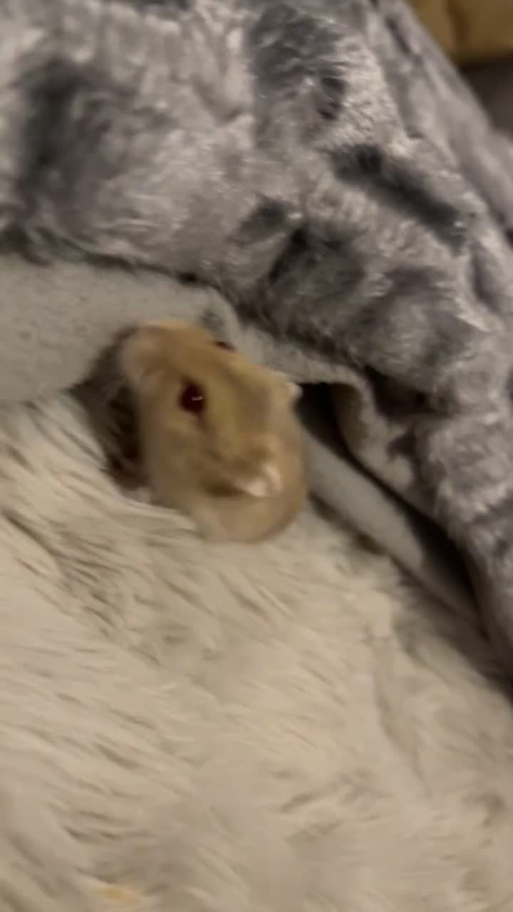 Hamster rodents for sale: Pibble - Dwarf hamster looking for a loving home  - Video 3
