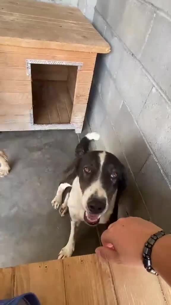 Mixed Breed dogs for adoption: Elin, 2-3 yrs old. Available for adoption. - Video 2