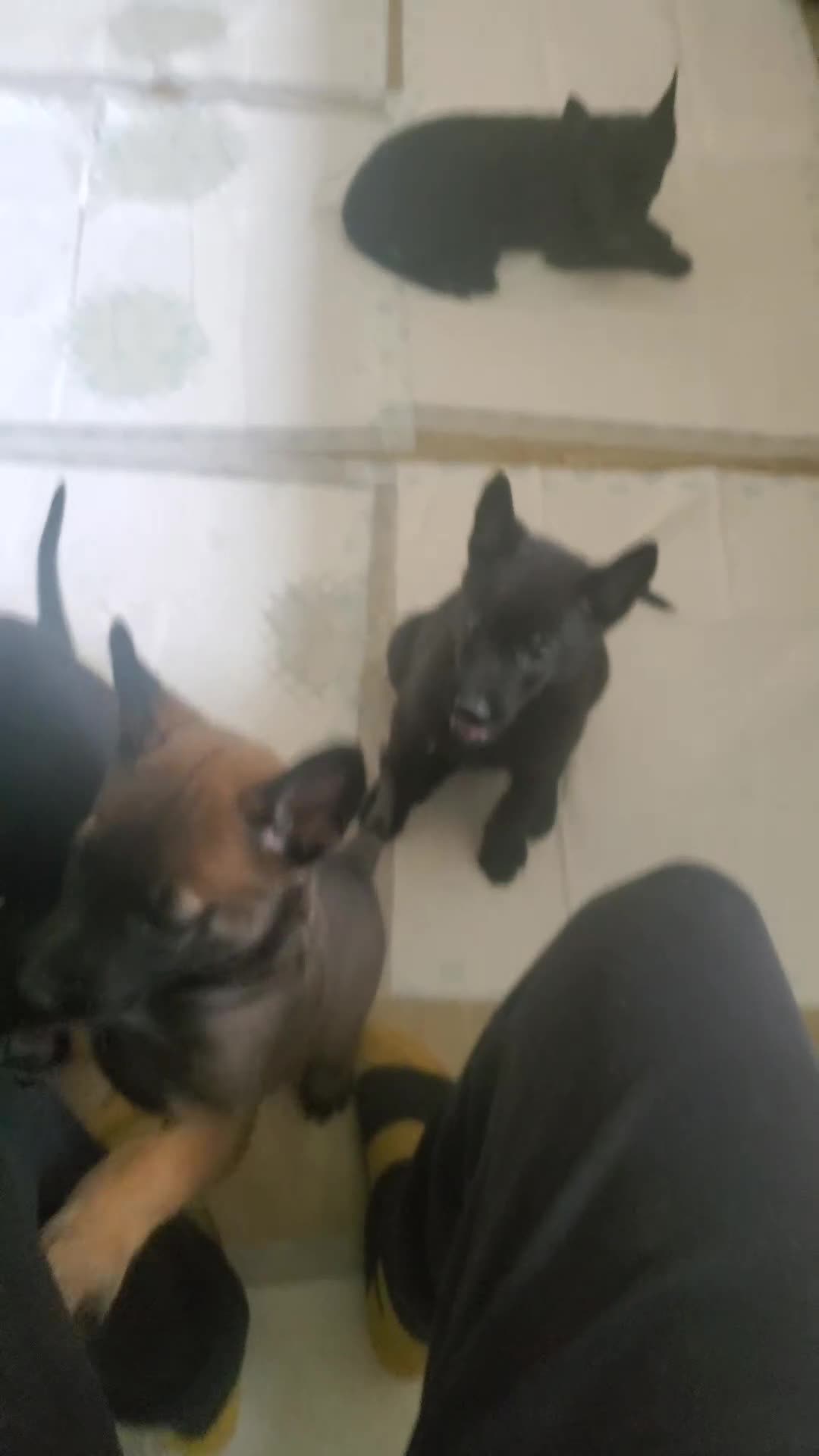 Belgian Shepherd Dog dogs for sale: Belgian malinois puppies  - Video 1