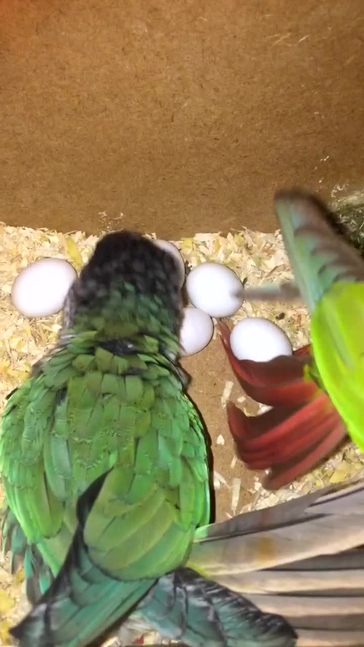 Conures birds for sale: Proven pair conurse - Video 2