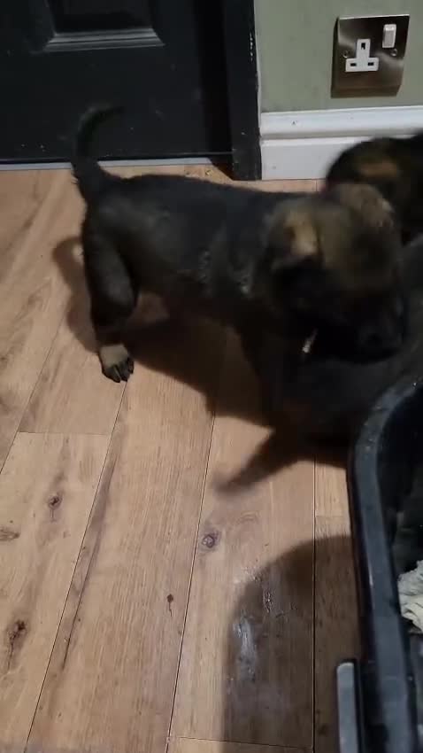 Belgian Shepherd Dog dogs for sale: Belgian malinois cross Czech Shepherd  - Video 1