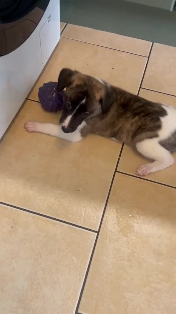 Whippet dogs for sale: One stunning pedigree whippet boy left  - Video 1