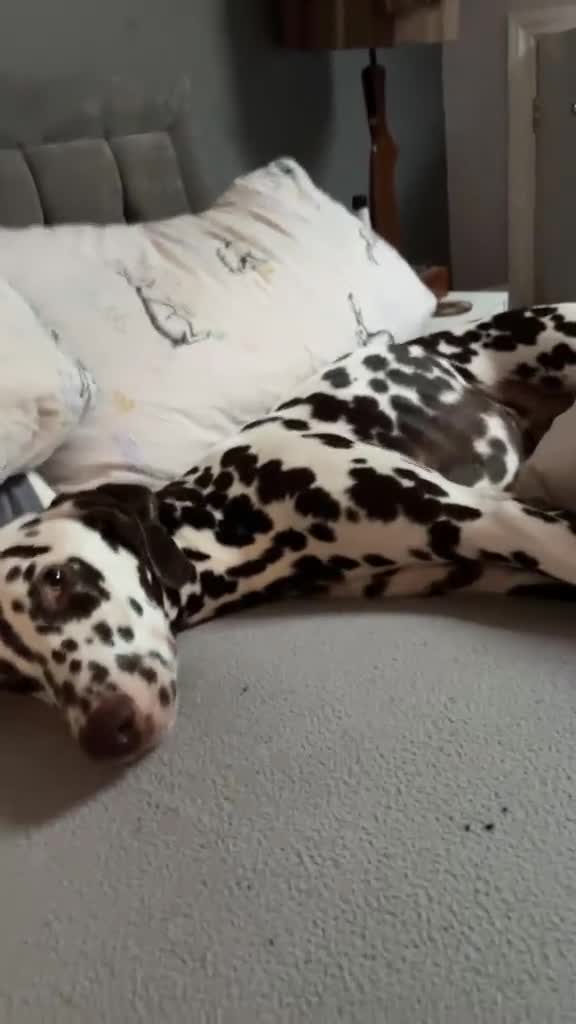 Dalmatian dogs for sale: Liver and white Dalmatian - Video 4