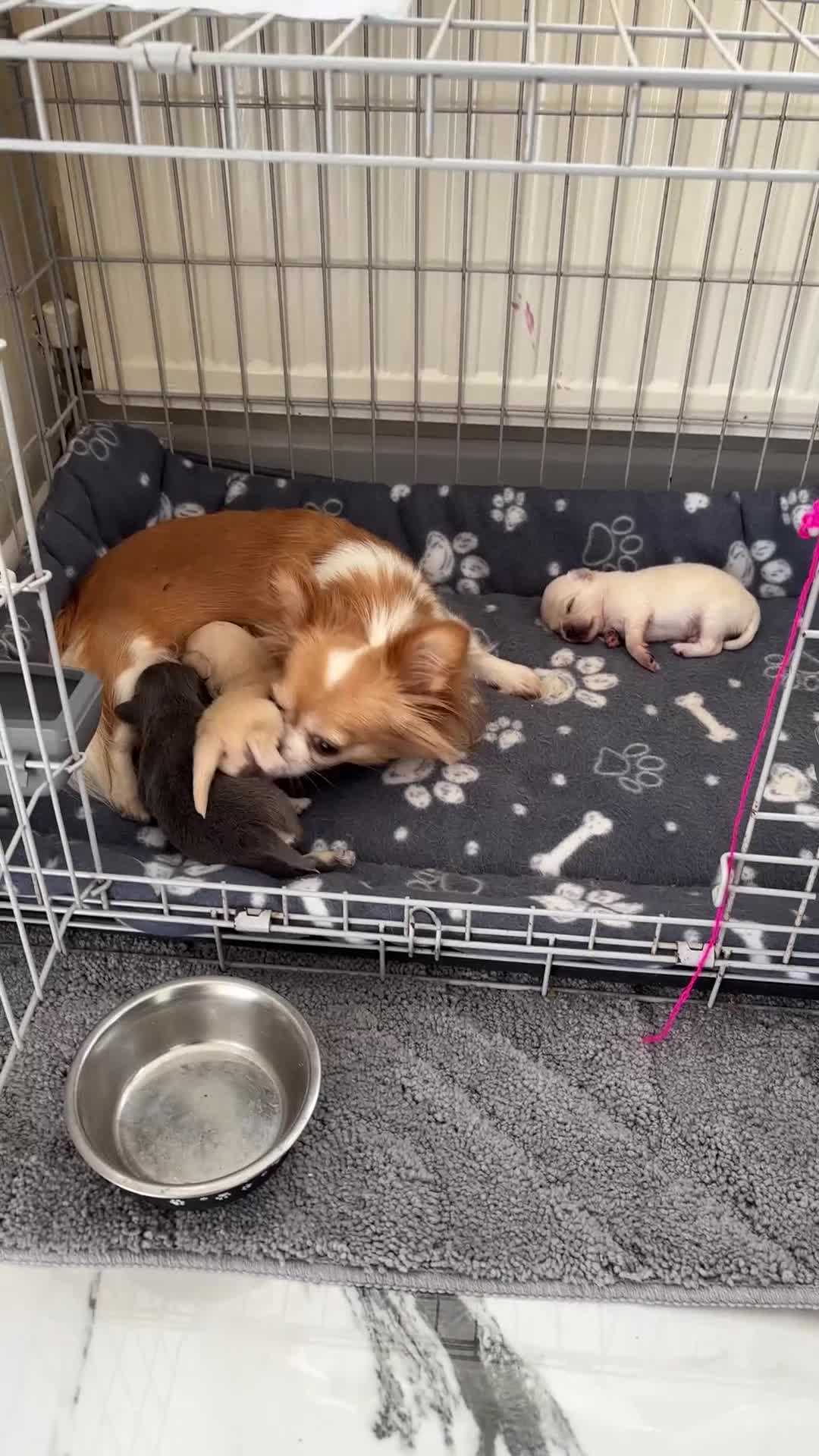 Chihuahua dogs for sale: Long coat chihuahua pups - Video 1