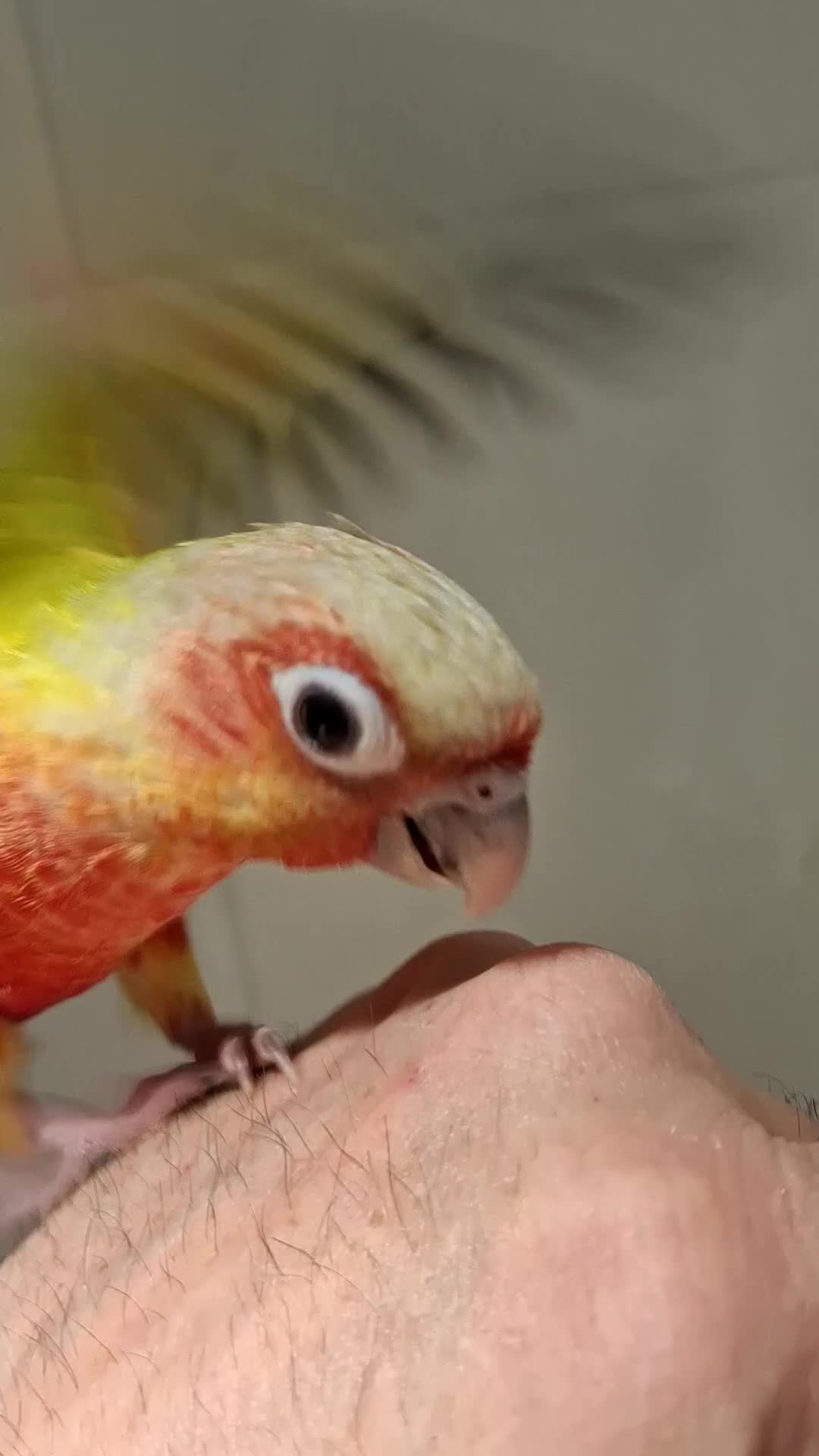 Conures birds for sale: Beautiful Hand Reared American Dilute Conure - Video 1