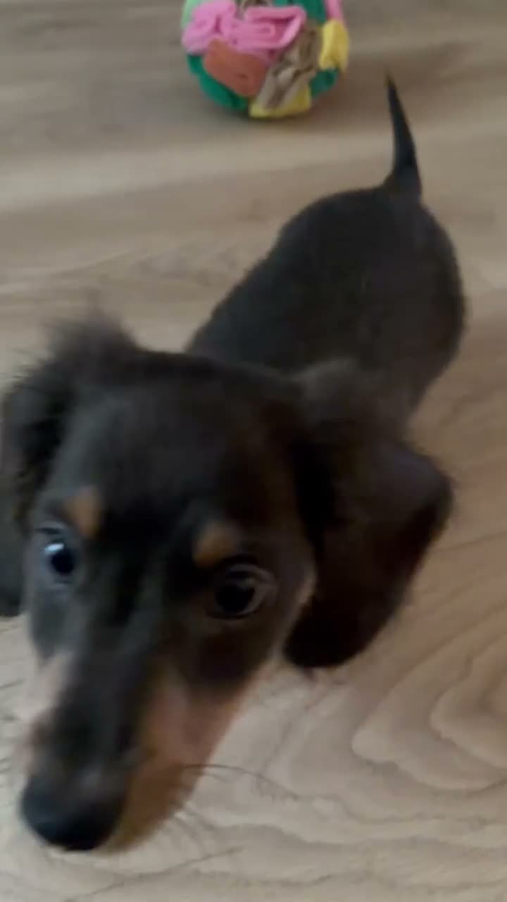Miniature Dachshund dogs for sale: Mini Dachshund - Video 1