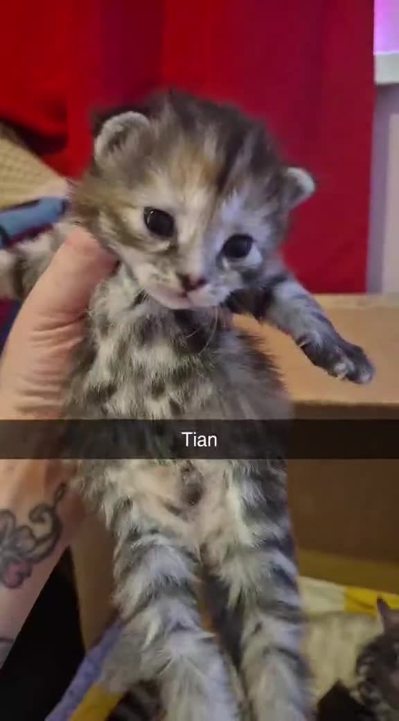 Mixed Breed cats for sale: Kittens  - Video 2