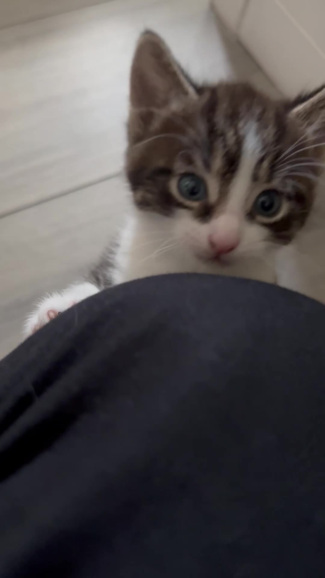 Mixed Breed cats for sale: 5 week old kittens -2 girls and 1 boy  - Video 3