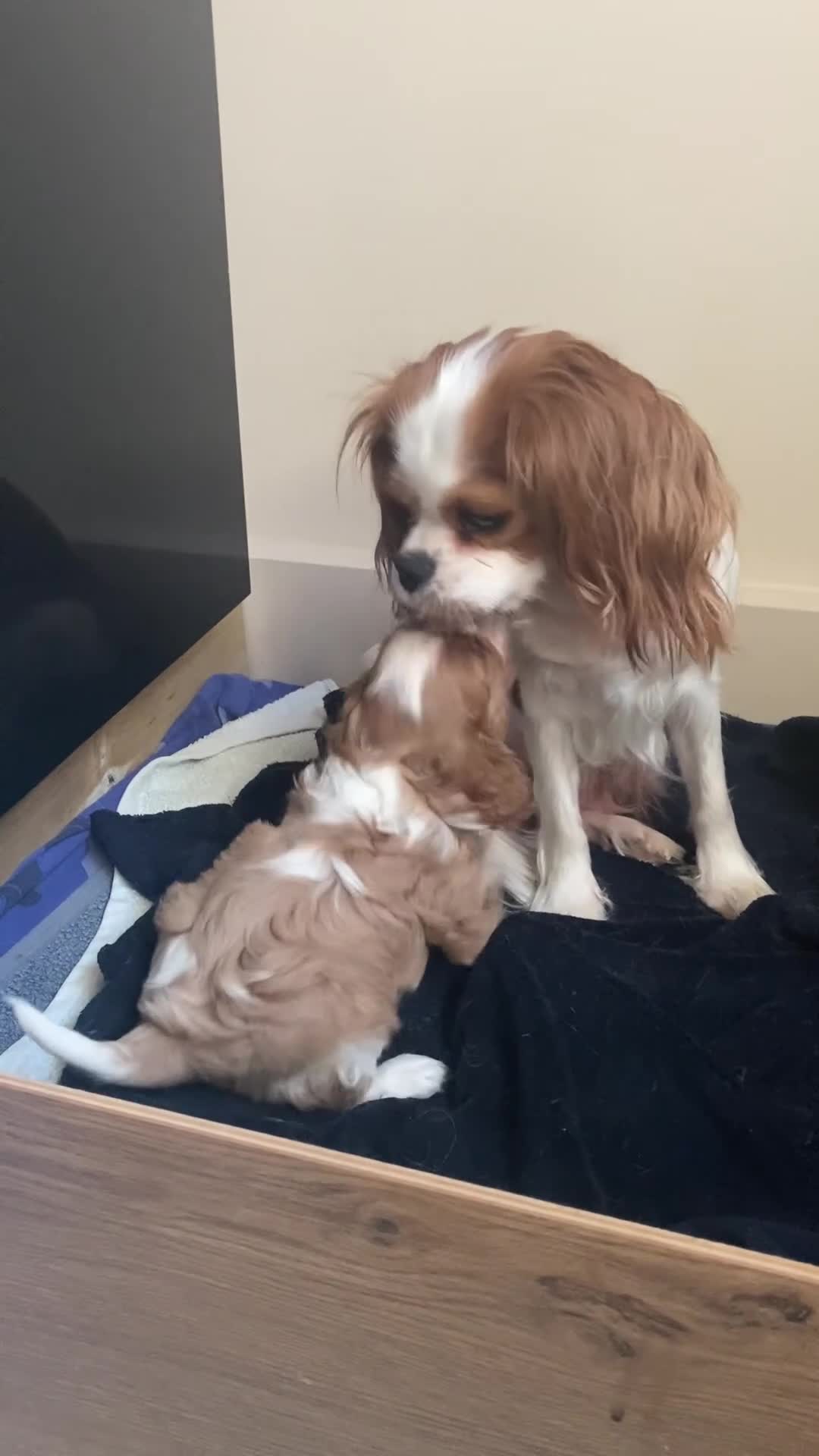 Cavalier King Charles Spaniel dogs for sale: Cavalier King Charles Spaniel boy - Video 1