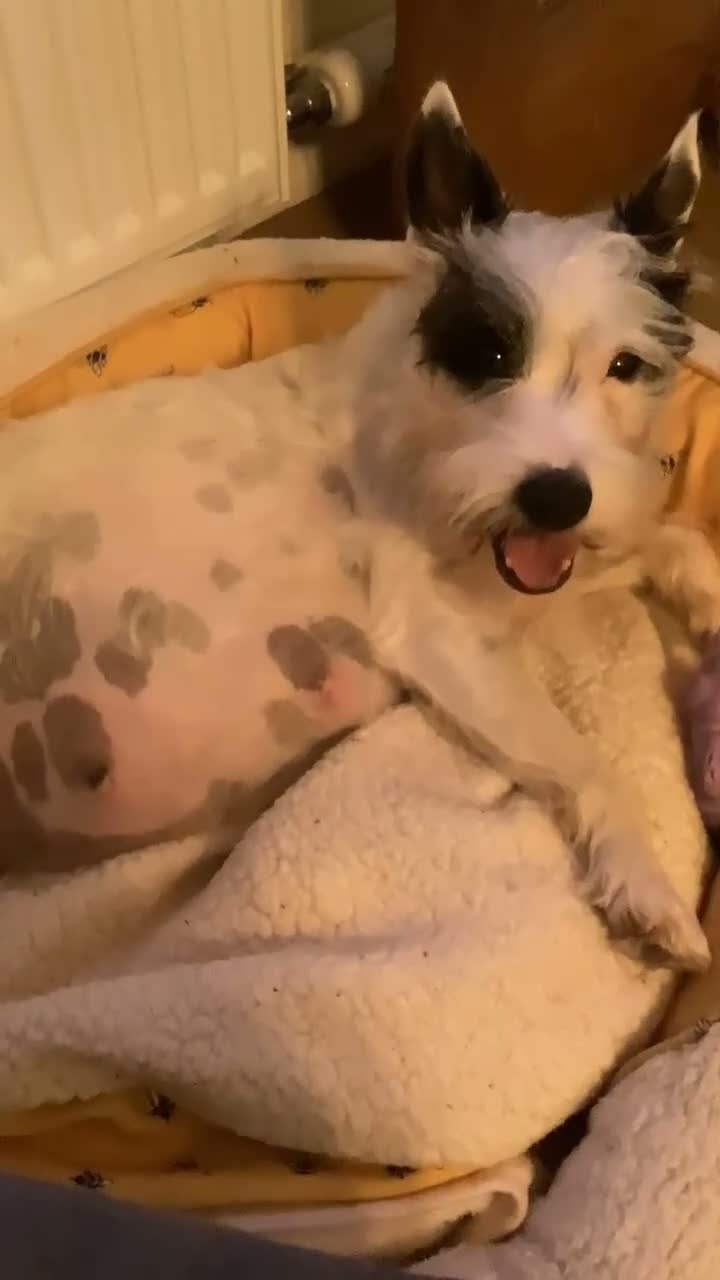 Jack Russell dogs for sale: Very proud Jack Russell mummy. - Video 1